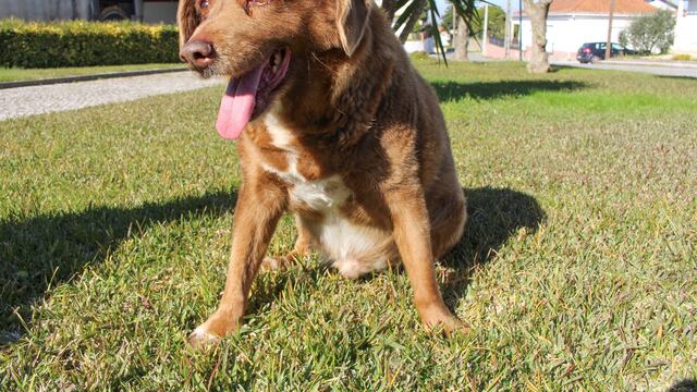 Bobi, el perro más viejo del mundo