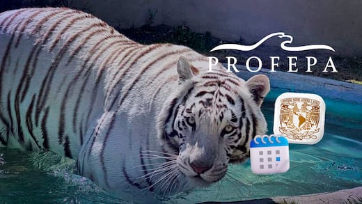 Tigre Kenzo: Profepa y UNAM anuncian fecha para dar a conocer las causas de su muerte