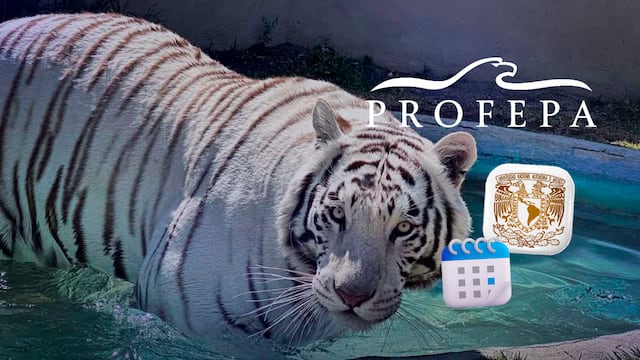 Profepa y UNAM anuncian fecha para dar a conocer causa de muerte de Kenzo