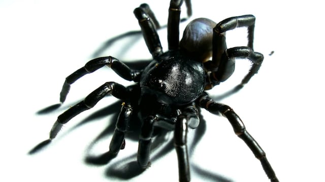 Araña Trampa Pine Rockland