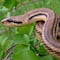 Día Mundial de la Serpiente: México uno de los países con mayor diversidad de estos reptiles