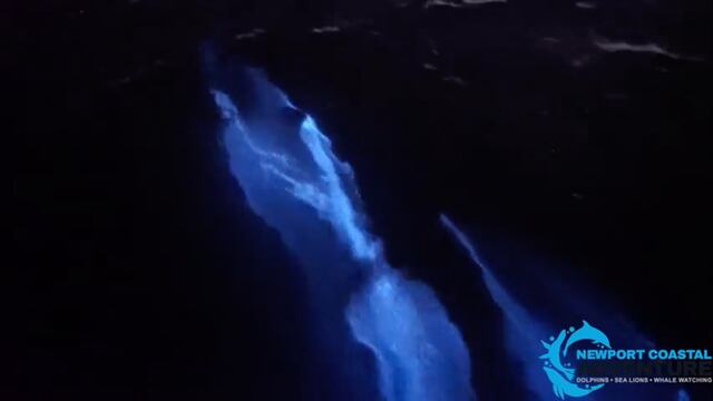 "Delfines bioluminiscentes"