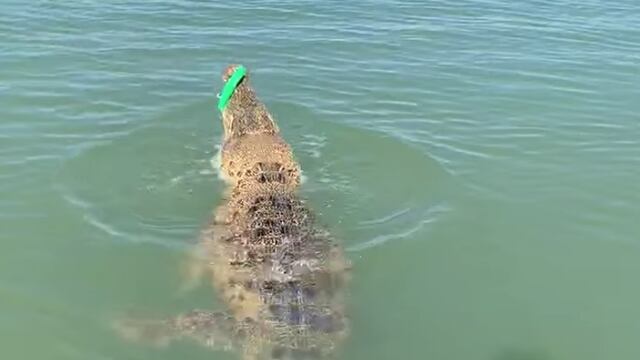 Cocodrilo con anzuelo