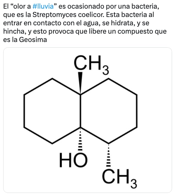 El olor a tierra o petricor, mojada es provocado por una bacteria