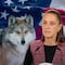 “Es especie transfronteriza”: Sheinbaum pide cooperación de Estados Unidos para proteger al lobo mexicano