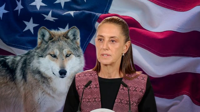 “Es especie transfronteriza”: Sheinbaum pide cooperación de Estados Unidos para proteger al lobo mexicano