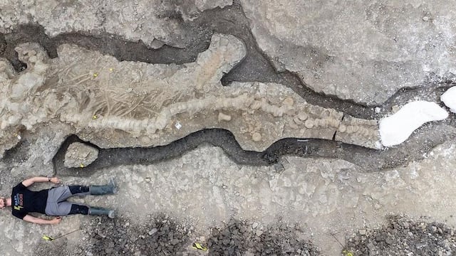 Restos fósiles de dragón marino