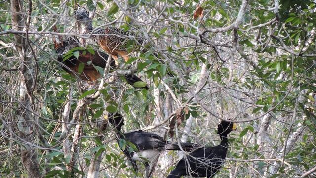 Hocofaisán, ave en peligro de extinción.