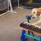 Perrita de terapia aprende a tocar instrumentos musicales