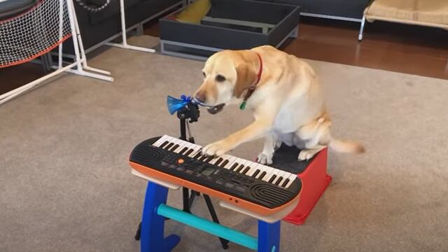 La perrita Lizzy aprende a tocar instrumentos