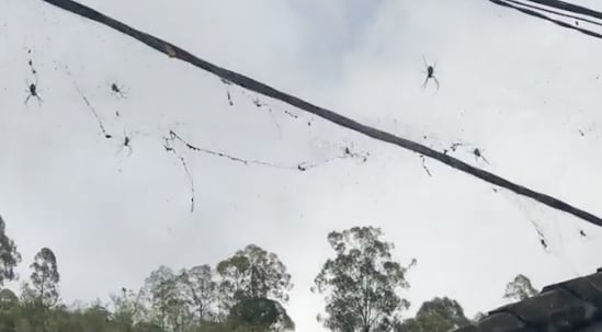 Arañas invaden las calles de Indonesia