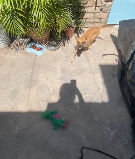 Perrito que hace parkour en TikTok