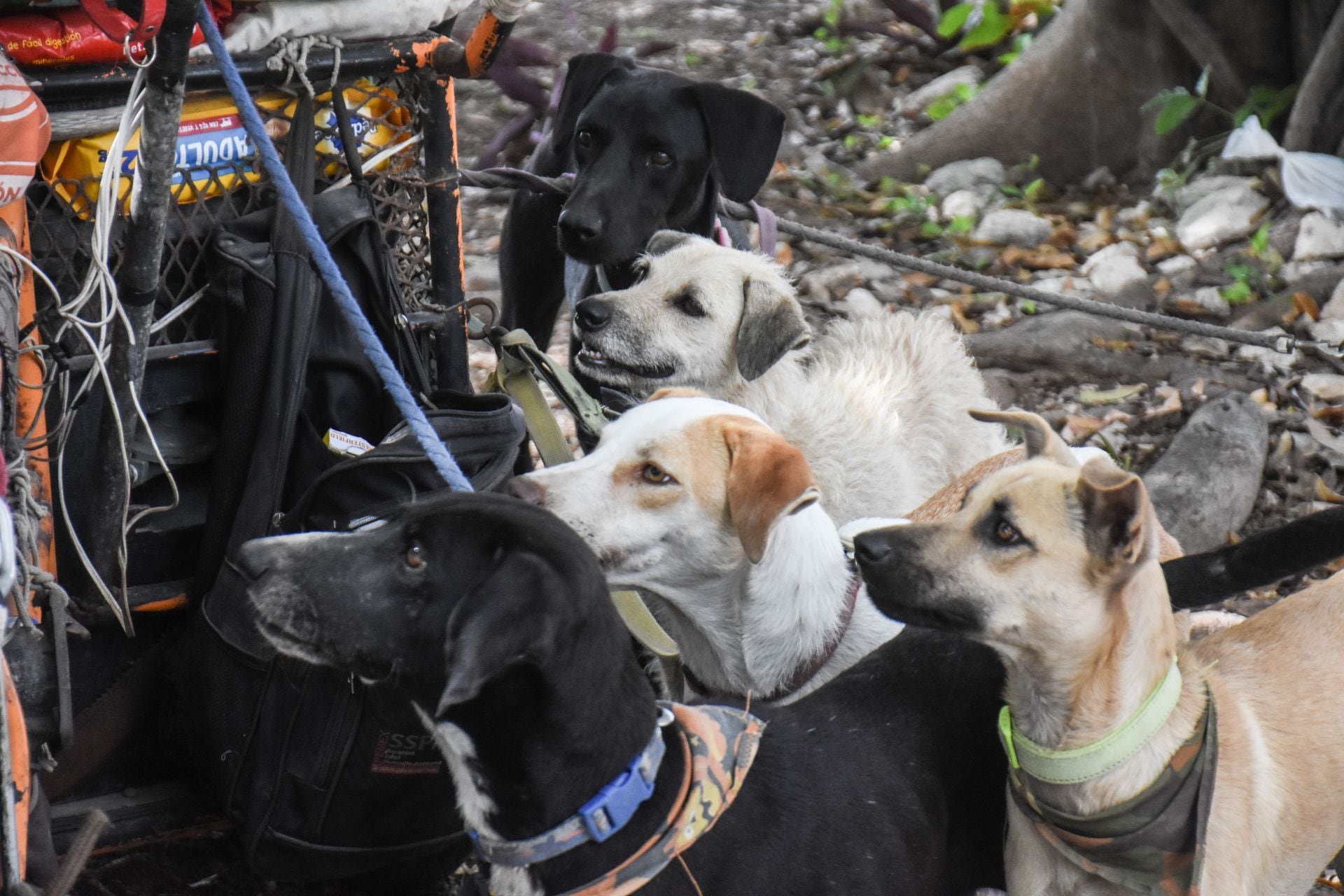 Perros en situación de calle