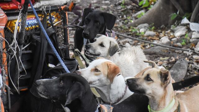 Perros en situación de calle