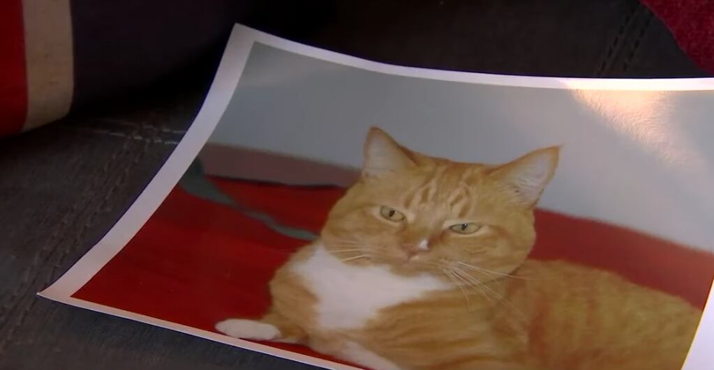 'Samm', el gato más longevo del mundo