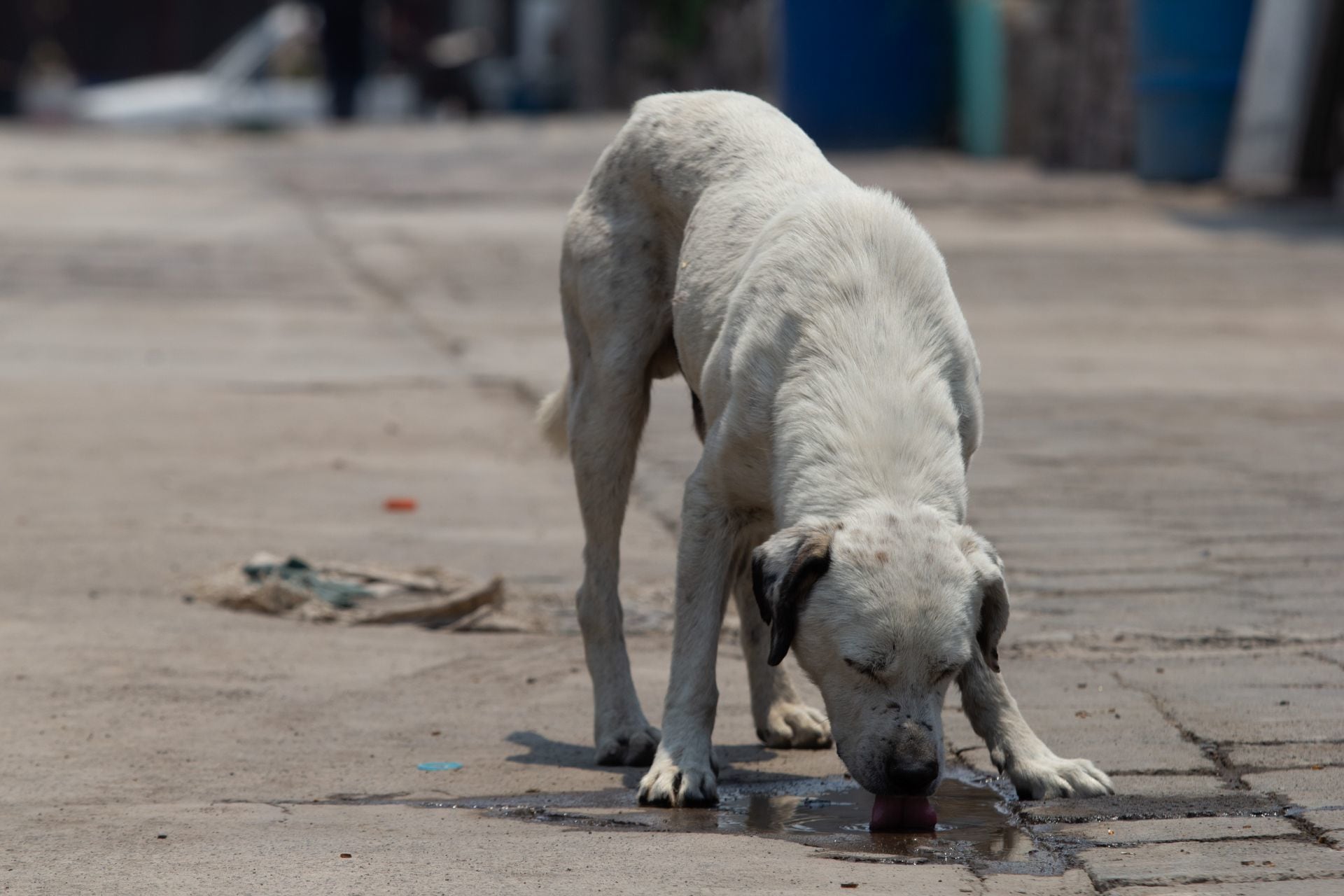 Perro en situación de calle
