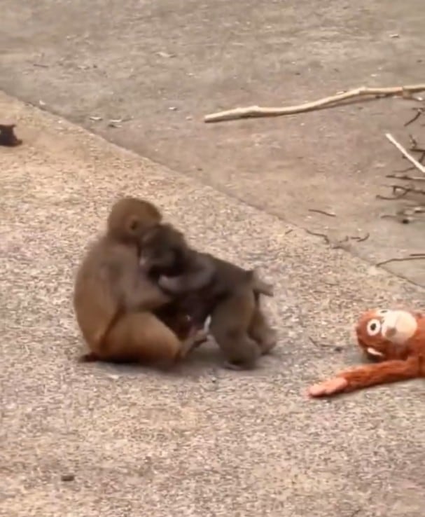 Videos del mono Punch con su nueva pareja se vuelven virales