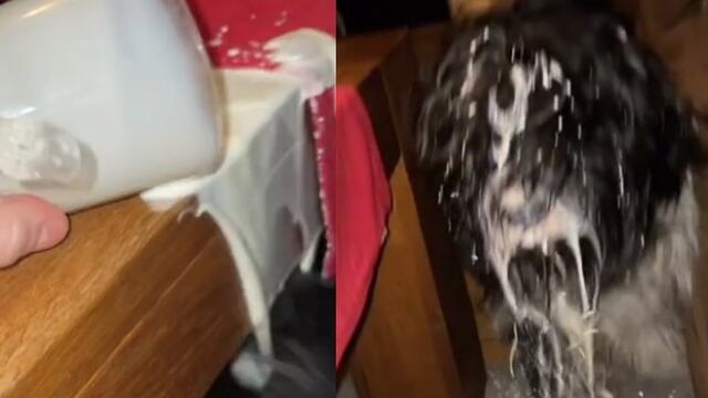 Perro sufre consecuencias por el vaso de leche