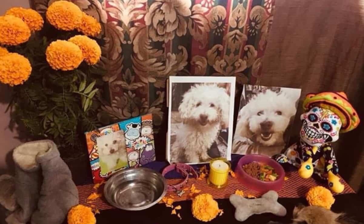 ¿Cuándo llegan los perros a la ofrenda del Día de Muertos? Así puedes recordarlos