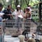 Grave situación en Parque México: perritos desnutridos, sin vacunar y otras irregularidades encontradas