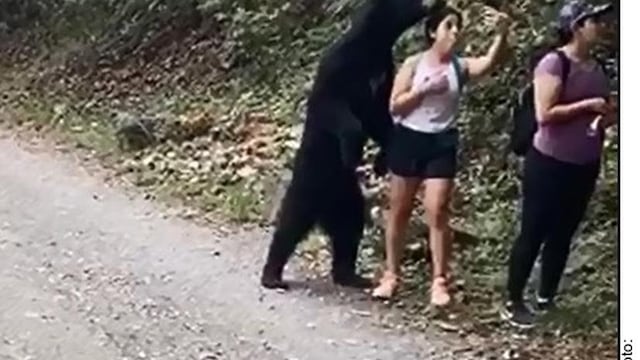 Oso negro en el parque Chipinque
