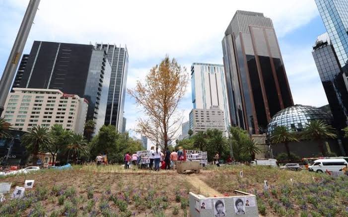 Ahuehuete en Paseo de la Reforma
