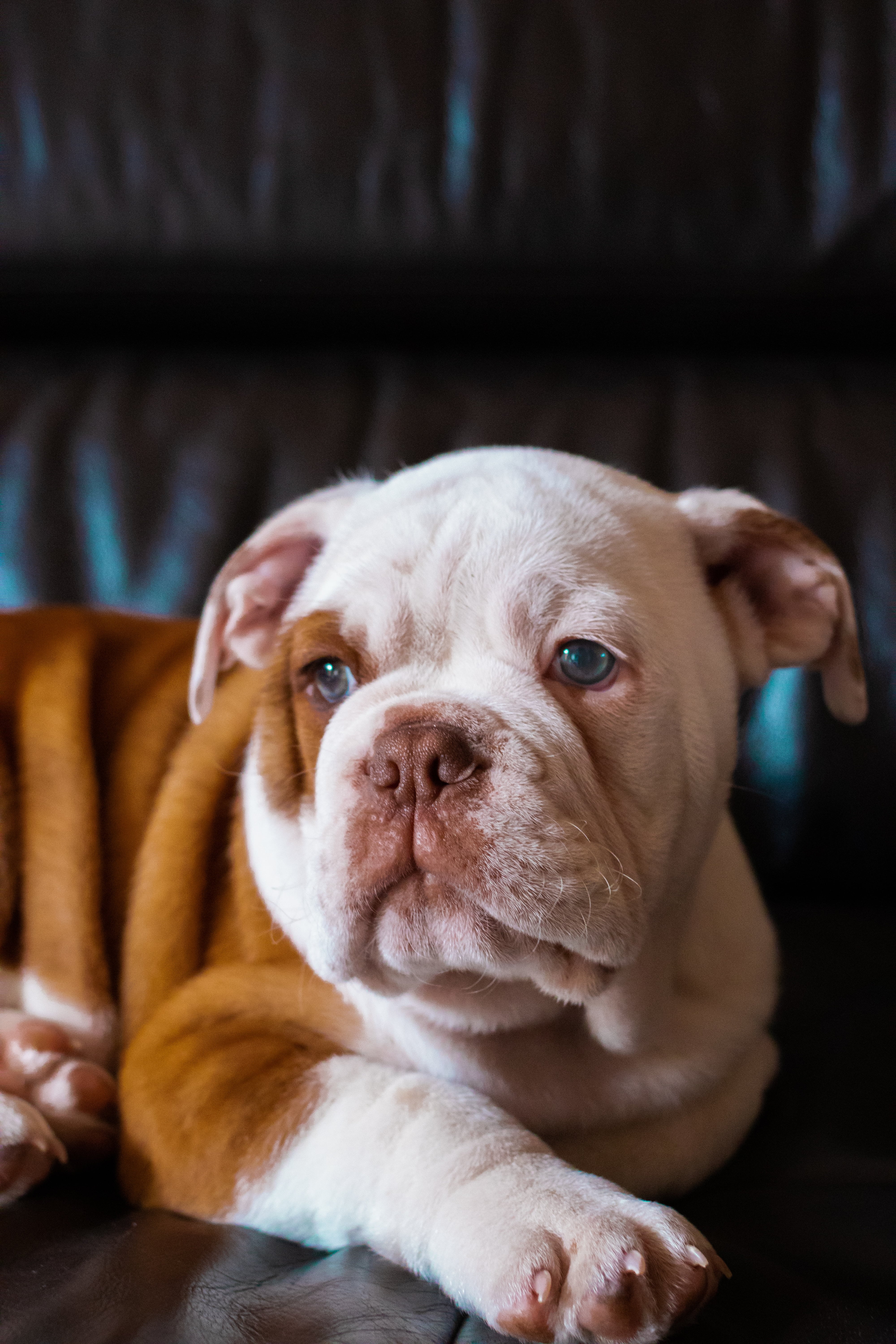 Bulldog Inglés