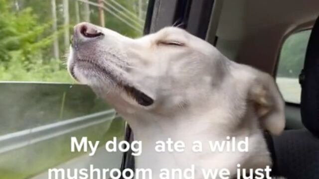 Perrita que se comió el hongo alucinógeno