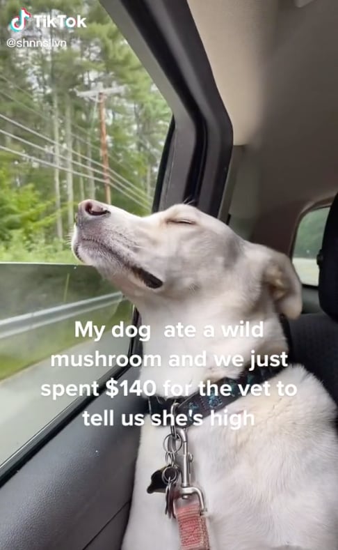Perrita que se comió el hongo alucinógeno