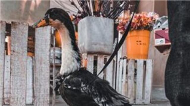 Regalan tenis a la pata Bruna