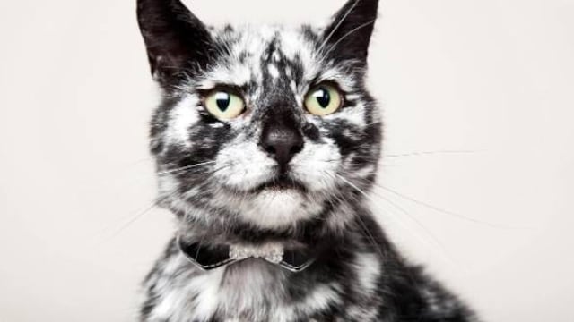 El gatito cuenta con más de 91 mil seguidores en Instagram.