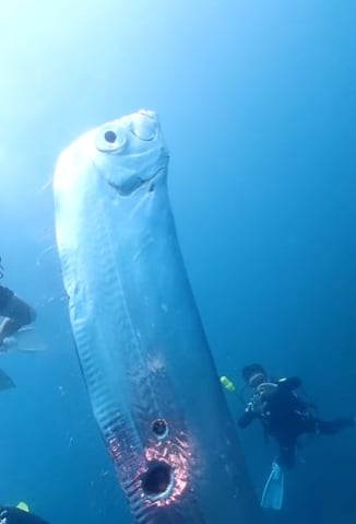 Pez remo encontrado en Taiwán