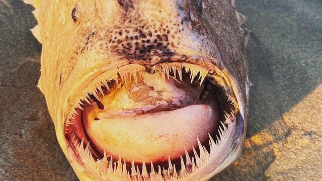 Pacific Football fish