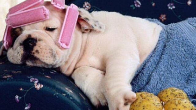 Ttambién tendríamos que luchar en contra de la sobreprotección animal