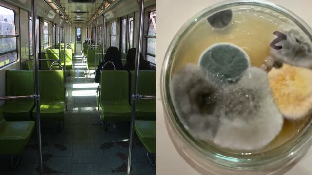 Vagón Metro CDMX, colonias de hongos y bacterias
