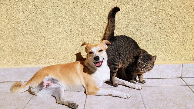 Es importante alejar las sustancias tóxicas bajo llave