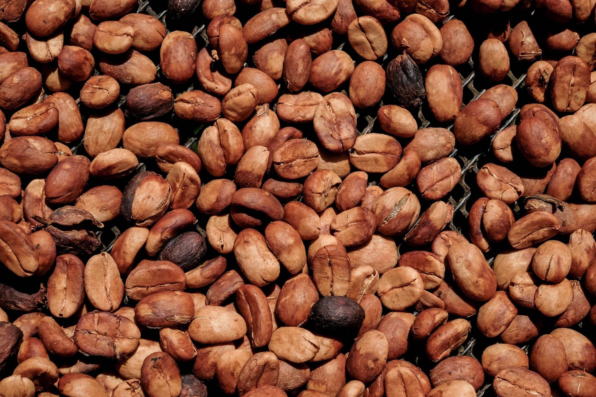 Café mexicano será defendido