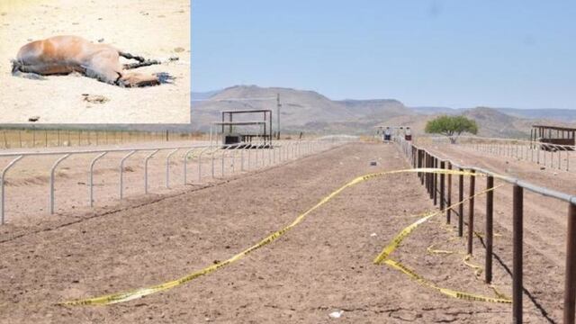 Mataron yegua en balacera de El Sauz