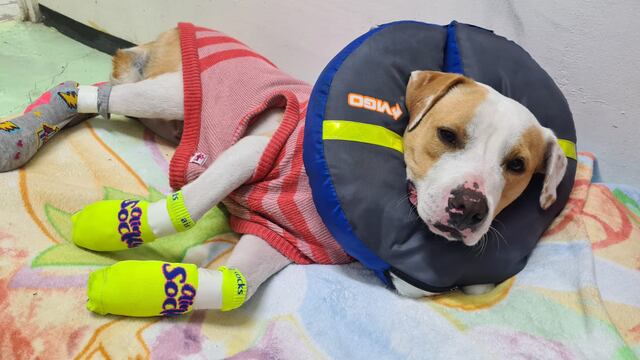 "Obrero" regresará a casa una vez que termine su tratamiento