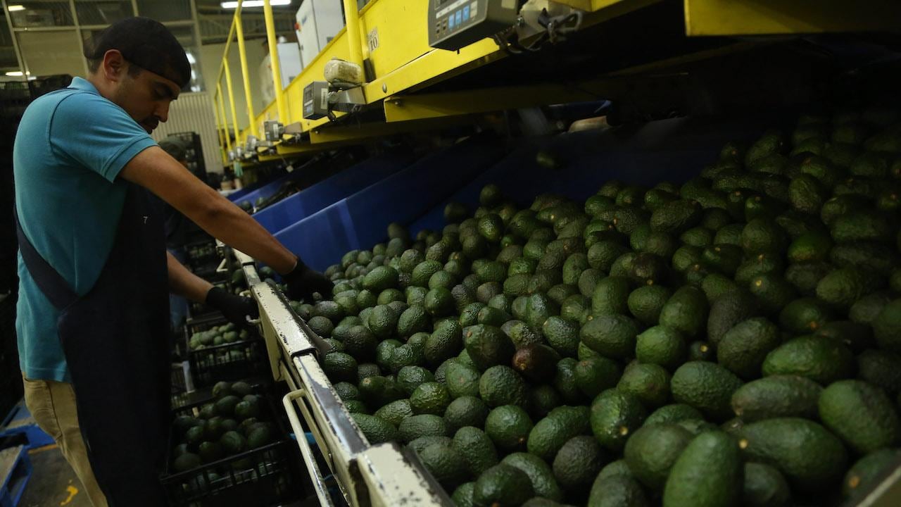 Aguacate Michoacán