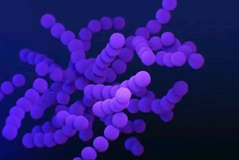 Bacteria carnívora de Japón