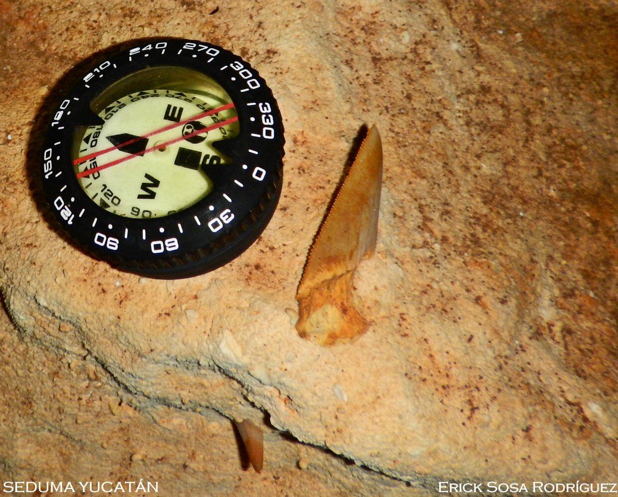 Diente fosilizado de megalodon