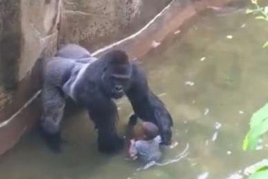 Harambe_with_boy