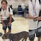 VIDEO: Joven denuncia a Viva Aerobus en TikTok por no dejarlo subir a vuelo con su perro pitbull sin bozal