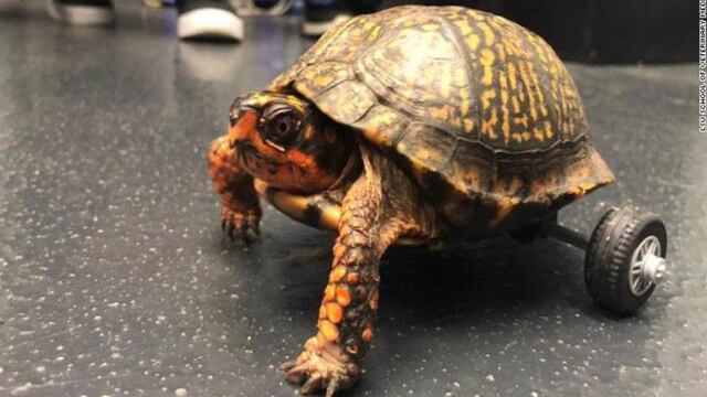 Pedro la tortuga
