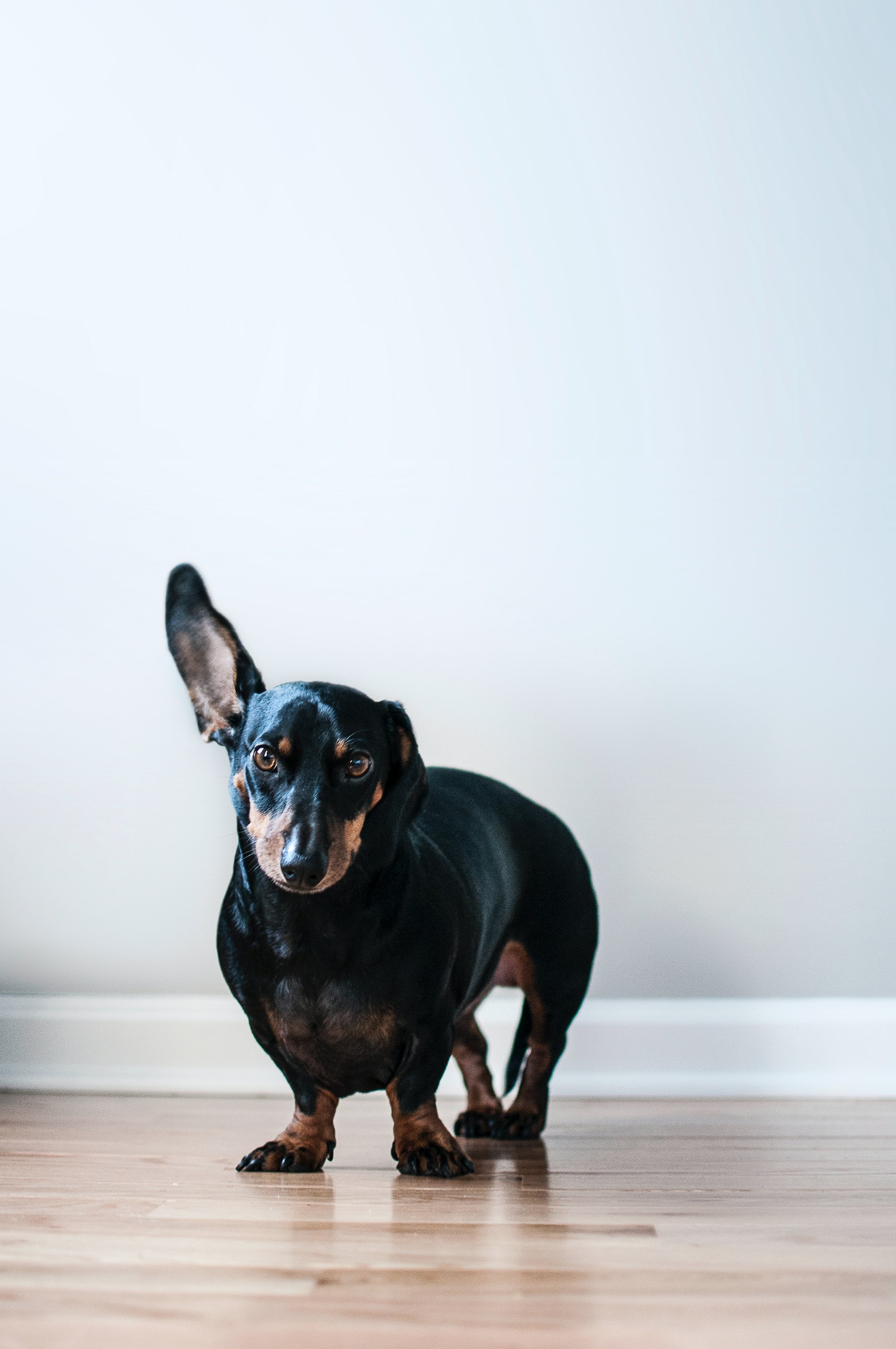 Perro salchicha