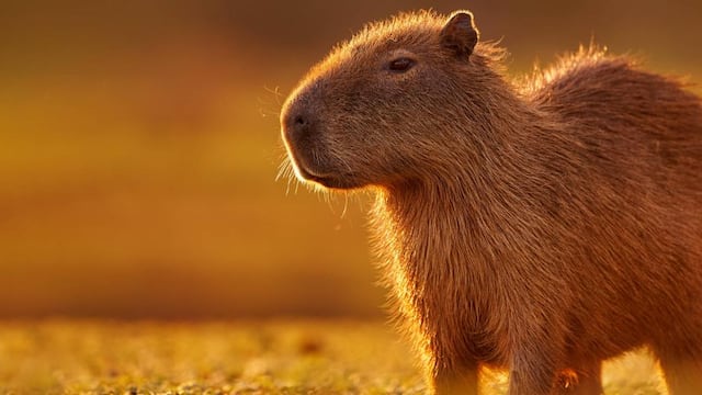 Solo estos países en el mundo tienen capibaras en libertad y ninguno es México