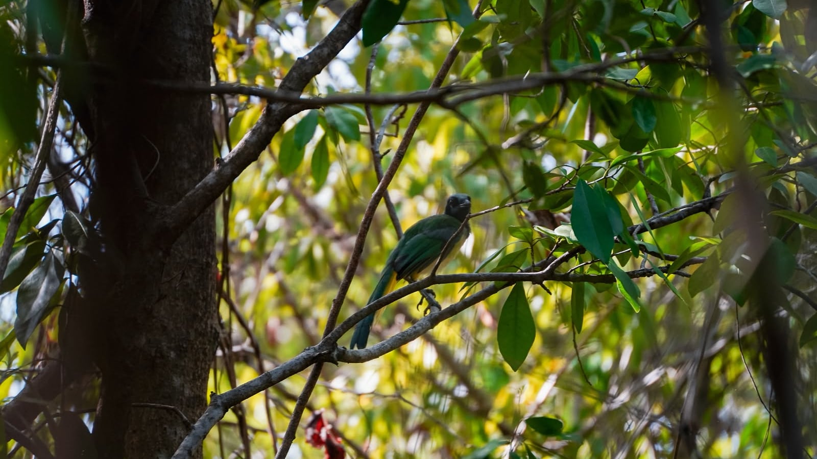 Benito Juárez impulsa el cuidado de la biodiversidad con “Vámonos de Pajareada”