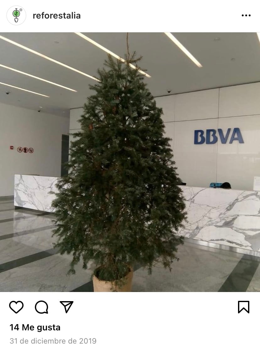 árbol de navidad en maceta
