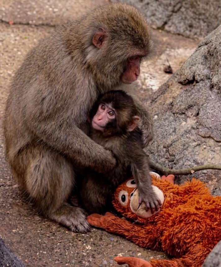 El mono Punch encuentra amigo que ya no se separa de él